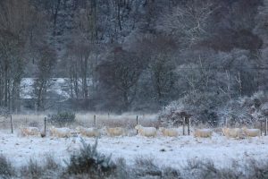 A line of sheep in snow cover field in the Scottish Highlands.
