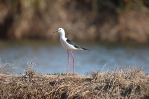 A Black-necked Stilt standing on a grassy bank with blue water and brown foliage in the blurred background.