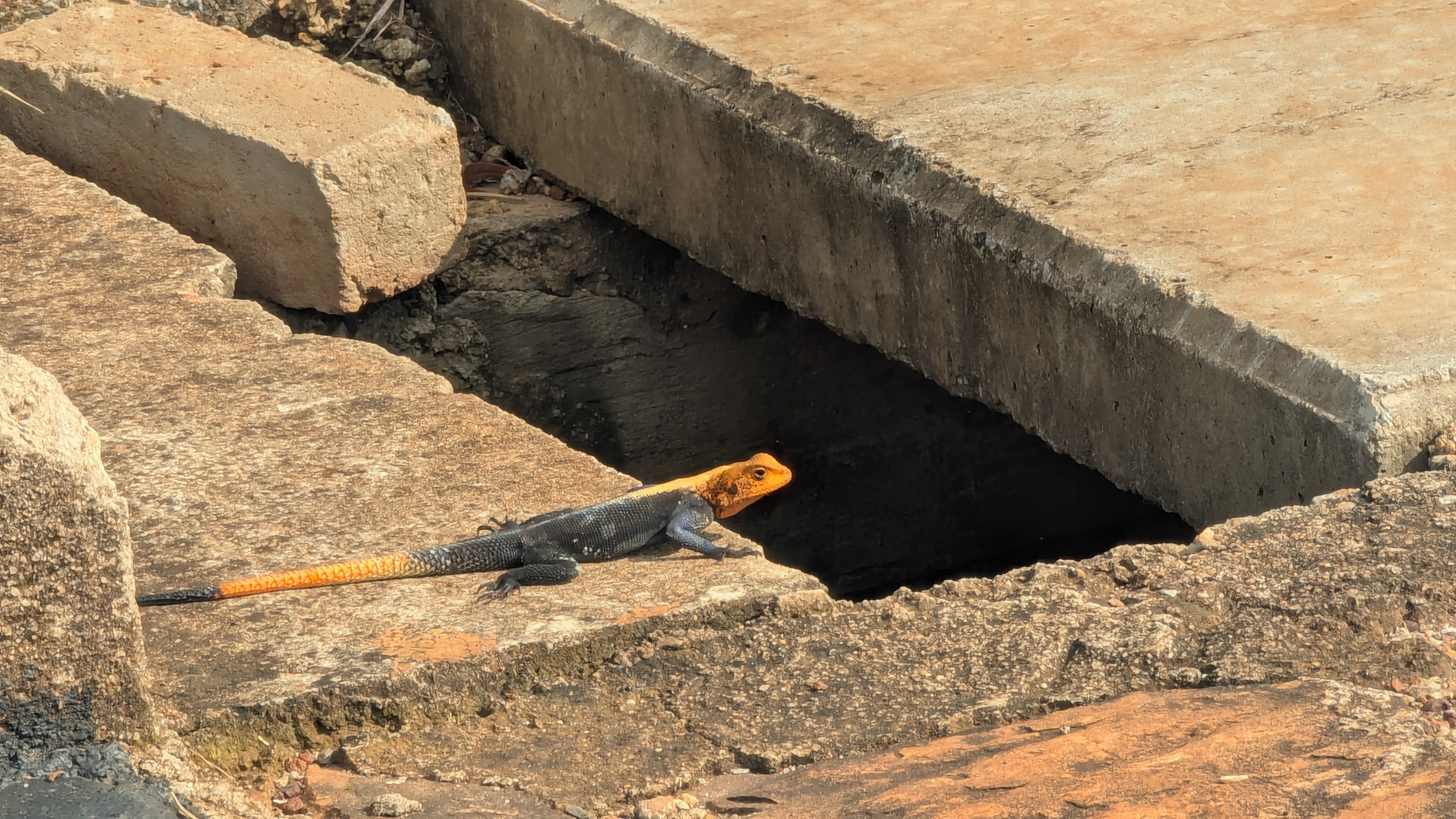 A red headed lizard on a pavement 