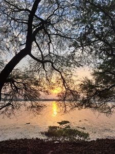Sunset through riverside trees.