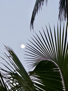 The glowing moon appears between the long, sharp leaves of a coconut tree in Velliparamba, Kozhikode. The calm sky and dark leaves together make a simple and beautiful moment of nature.
