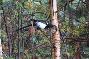 Magpie feeding from a coconut hanging in a copse of trees.