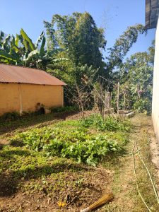 A sunny garden scene featuring lush green vegetable patches on the ground, with rows of leafy greens and other plants.