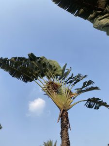A tall palm tree stands against a clear blue sky, with large, green, fan-like leaves spread out at the top.