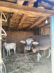 
Inside a rustic barn, a brown buffalo stands next to a small white goat. 