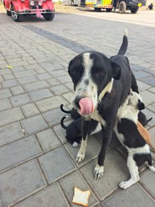 A black and white dog is prominently featured in the foreground, licking its lips. It appears to be a mother dog, as there are several small puppies clambering around its legs
