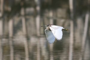 An Indian Pond Heron flying low over the water.