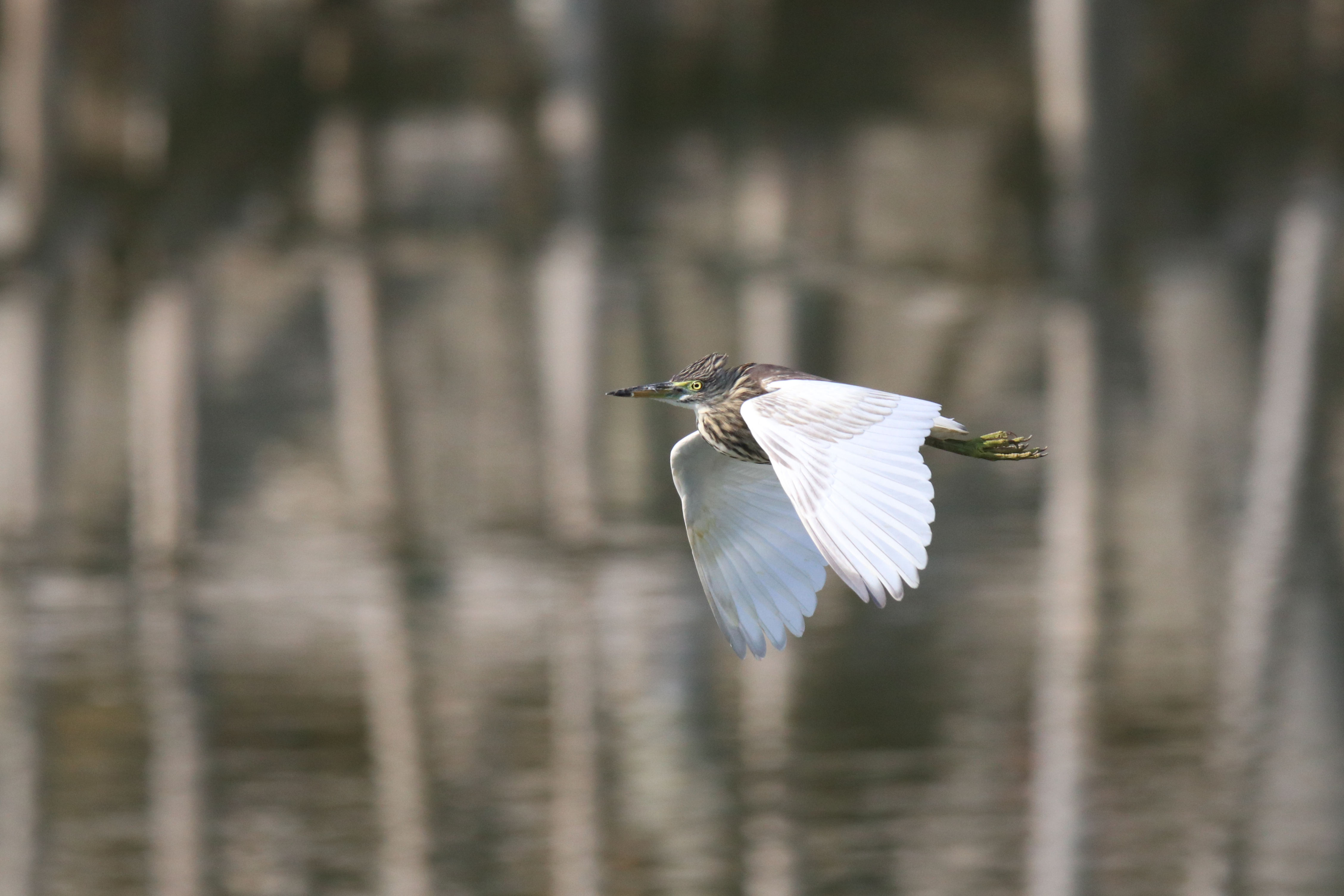 An Indian Pond Heron flying low over the water.