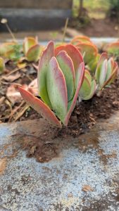 A close-up of a succulent plant featuring thick, fleshy leaves that are green with red edges.
