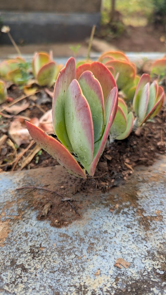 A close-up of a succulent plant featuring thick, fleshy leaves that are green with red edges.
