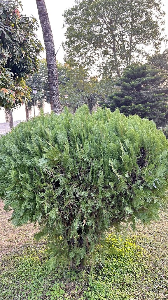 A lush, green bush with dense foliage is prominently displayed in the foreground, surrounded by various trees and plants.