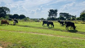 A herd of local-breed cows feeding on short grass, with trees and a cloudy sky in the background.