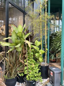 A collection of lush indoor plants is arranged in black pots against a backdrop of glass windows.
