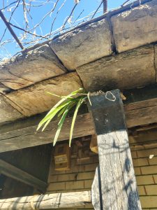 A close-up view of green grass-like foliage emerging from the edge of an old wooden structure
