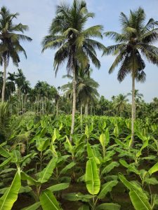 A peaceful view of tall coconut trees standing over a wide banana field in Vellanoor, Chathamangalam, Kozhikode. The bright green leaves and soft blue sky create a calm and refreshing village scene. 