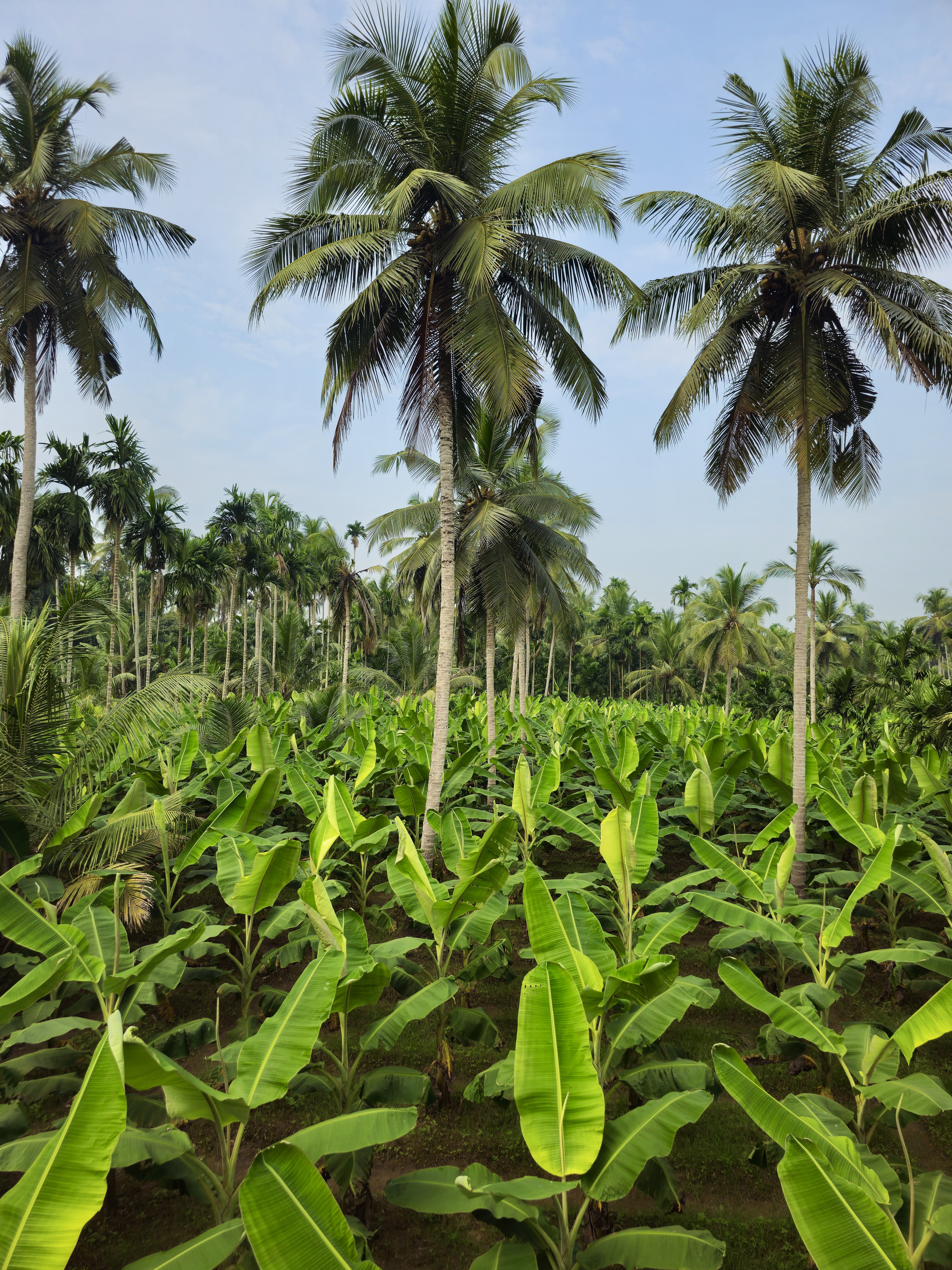 A peaceful view of tall coconut trees standing over a wide banana field in Vellanoor, Chathamangalam, Kozhikode. The bright green leaves and soft blue sky create a calm and refreshing village scene. 