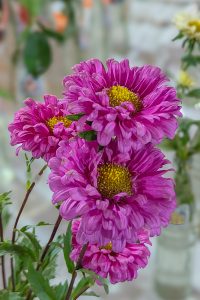 A close-up of vibrant pink flowers with a fluffy appearance and yellow centers.