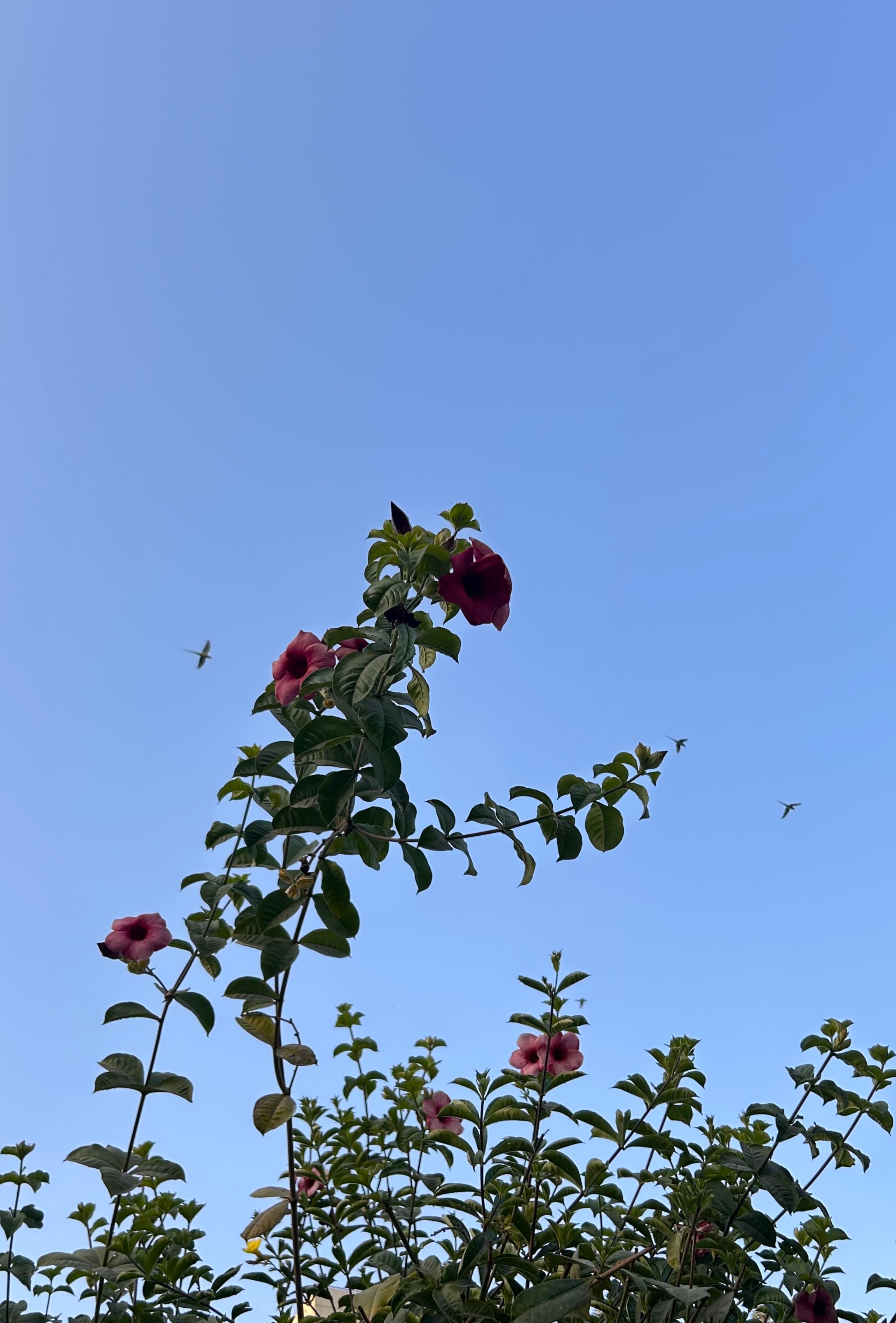 A vibrant scene featuring tall green plants with flowers against a clear blue sky, with tiny birds flying.