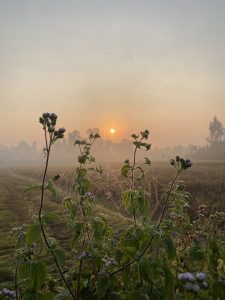 

A spider web glistens on green plants with purple flowers at sunrise over a misty field.