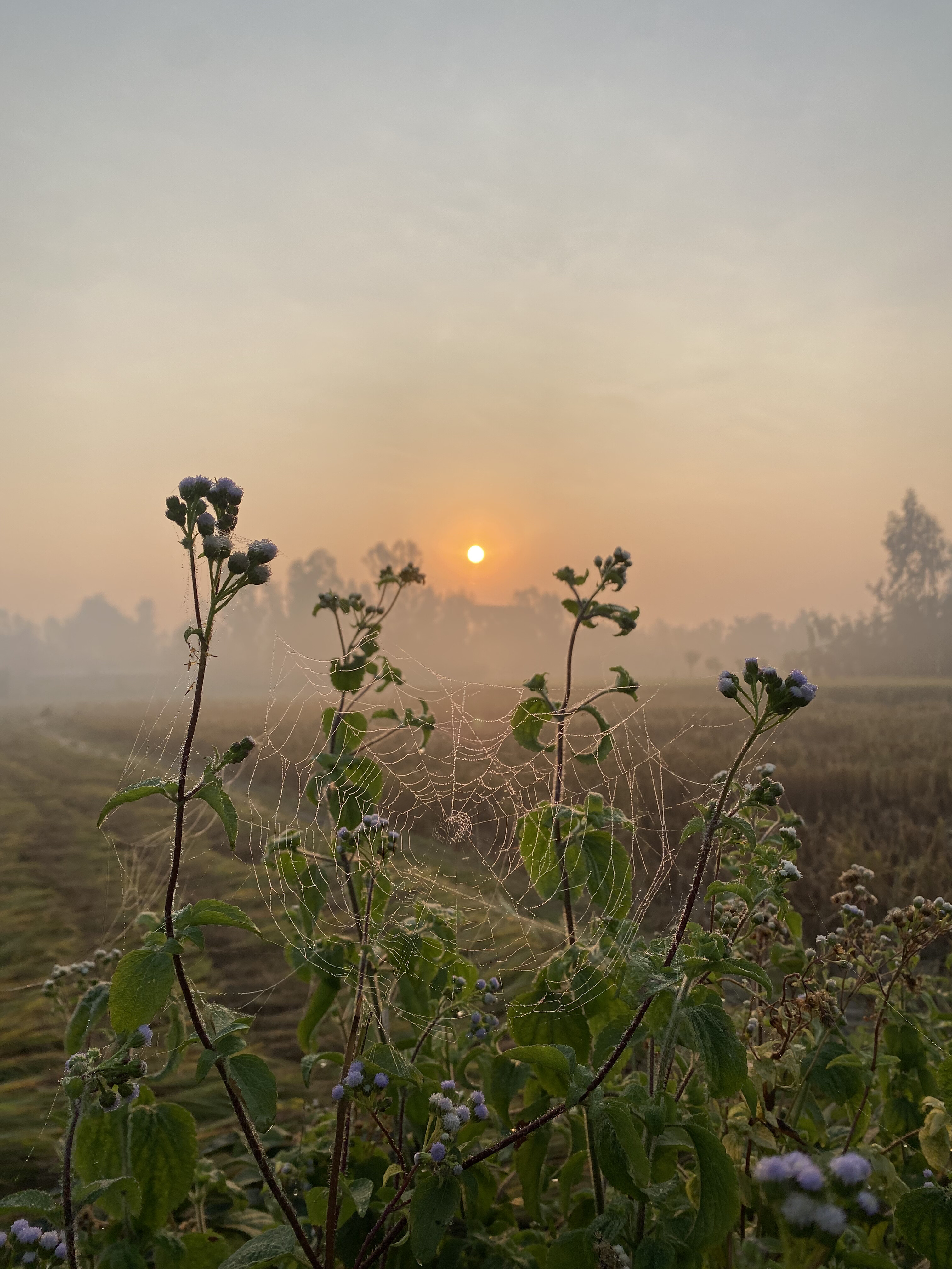 

A spider web glistens on green plants with purple flowers at sunrise over a misty field.