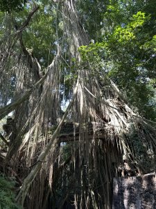 A massive banyan tree drapes the ruins beneath it with countless hanging roots, creating a mystical jungle atmosphere.