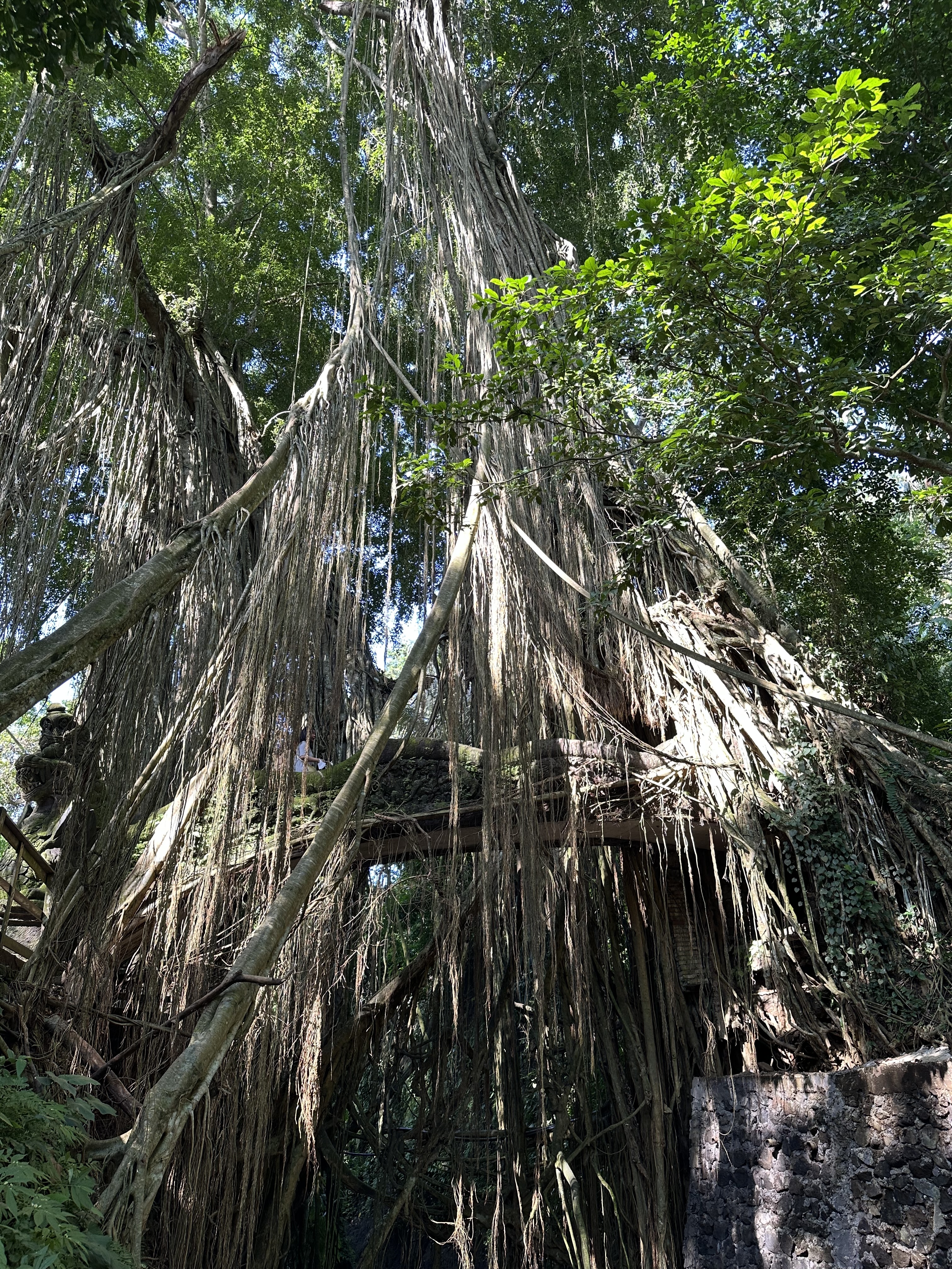 A massive banyan tree drapes the ruins beneath it with countless hanging roots, creating a mystical jungle atmosphere.