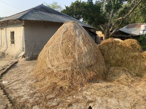 A large conical haystack stands beside a mud house with a tin roof, with trees and a smaller haystack in the background.