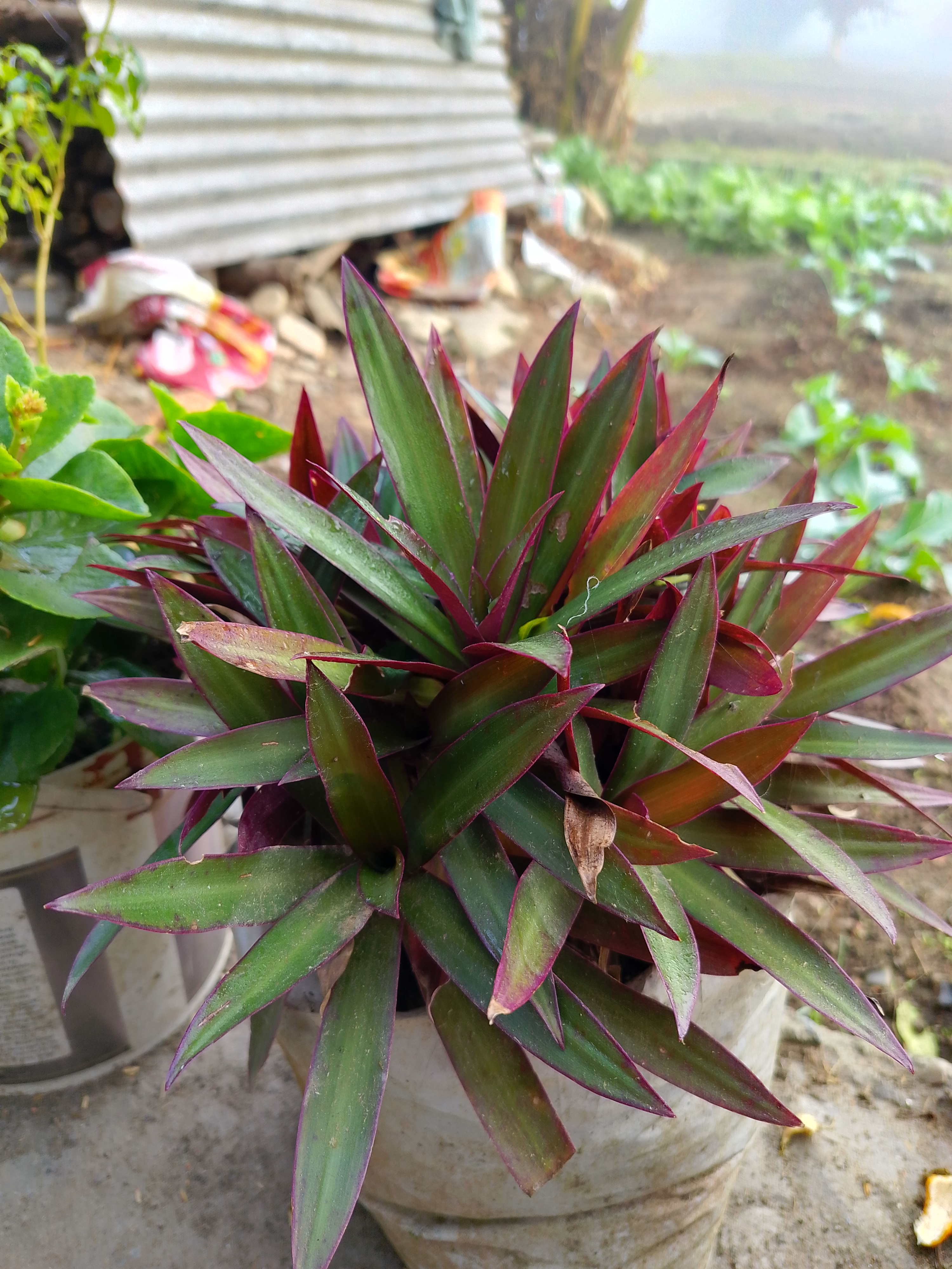 A close-up view of a green and purple plant with sharp, pointed leaves, placed in a white pot
