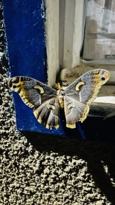 A butterfly with eye like spots rests on a window sill.