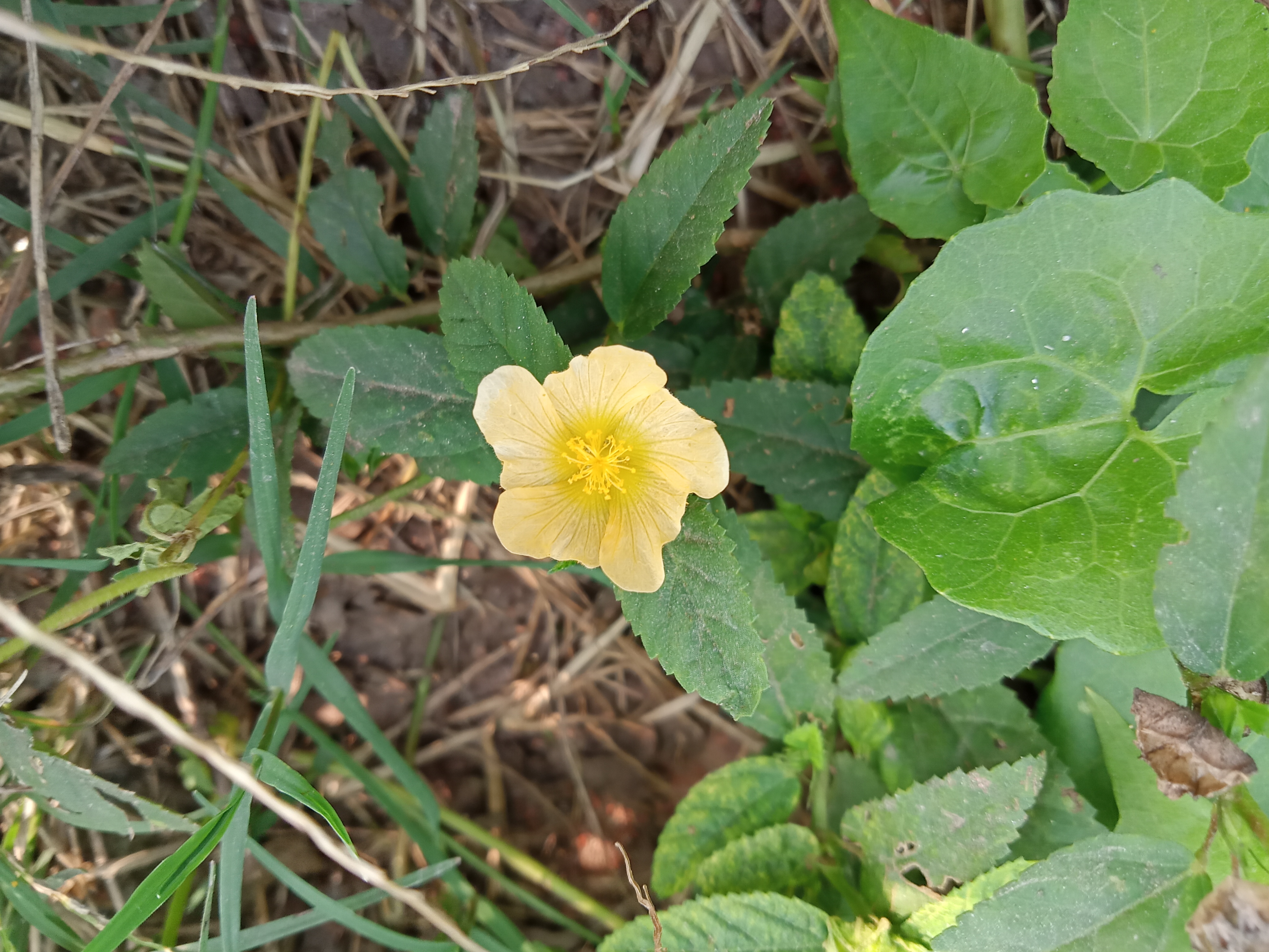 A small yellow flower at Kawtoli, Brahmanbaria, Bangladesh