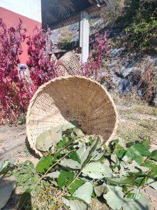 A woven wicker basket lies on its side on the ground, surrounded by various green leaves and plants.
