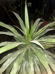 A close-up view of a green plant with long, narrow leaves that radiate outward from the center