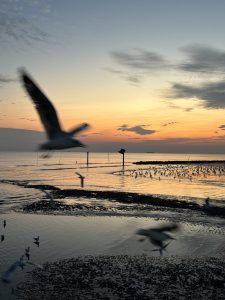 A serene coastal sunset scene populated by numerous seagulls; the sun is setting over the water, painting the sky in warm hues of orange, gold, and soft blue, with darker clouds hovering near the horizon.