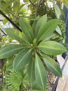Close-up of lush green plant with large oval leaves radiating from the center. The background features a mix of other green foliage, creating a vibrant and fresh garden setting.