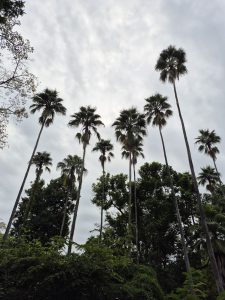 A cluster of tall palm trees rises against a cloudy sky, surrounded by lush green foliage.
