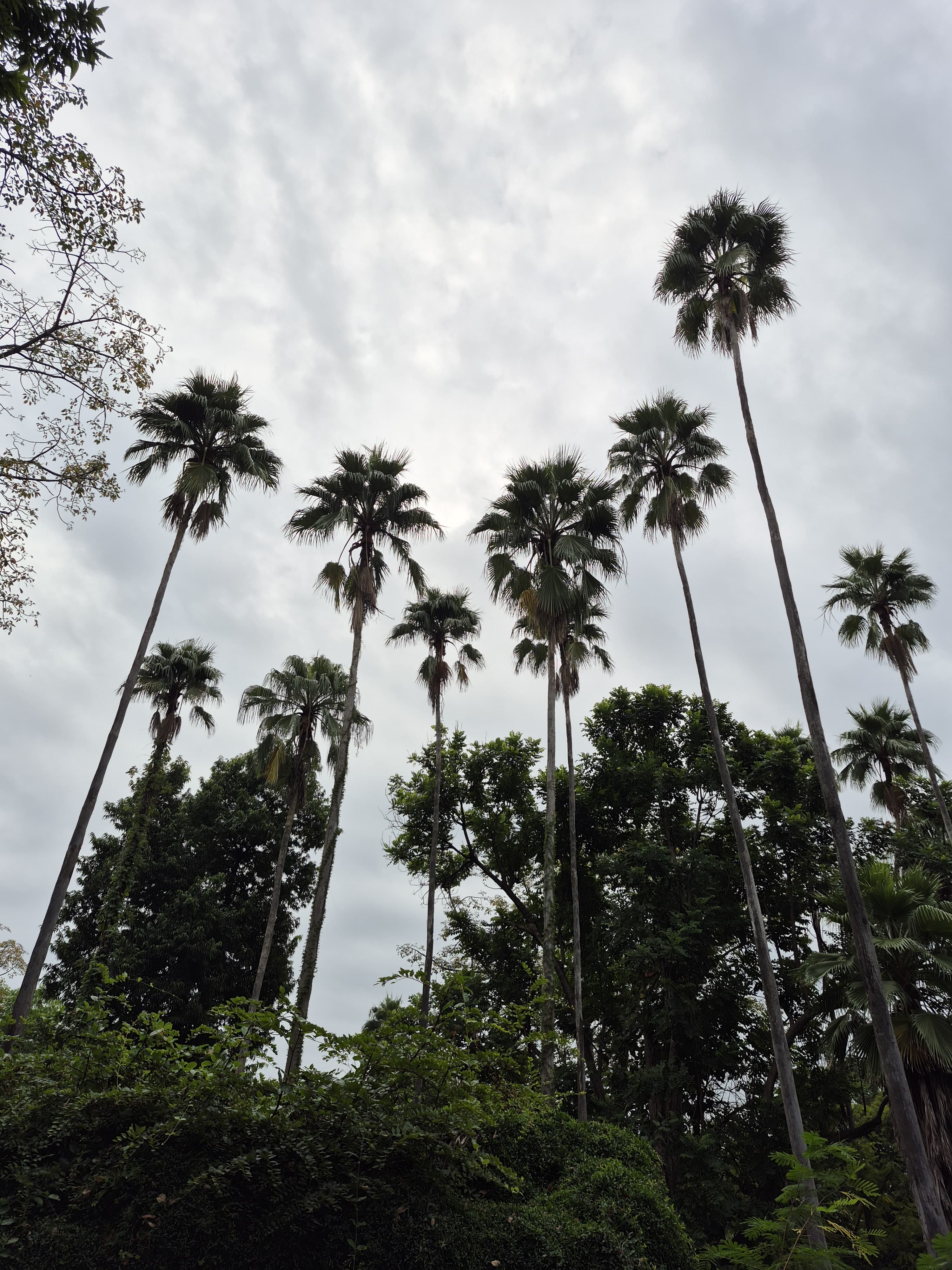A cluster of tall palm trees rises against a cloudy sky, surrounded by lush green foliage.