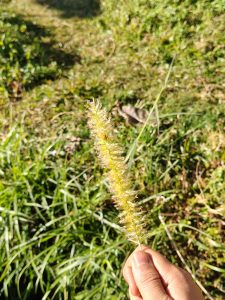 A close-up photo of a hand holding a tall, fluffy, yellow-green grass seed head against a backdrop of blurred green grass. 