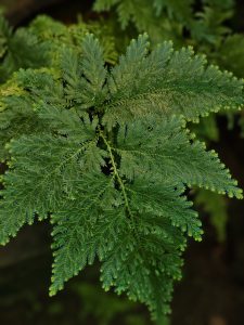 A close-up view of a beautifully patterned fern leaf at the Malabar Botanical Garden, Kozhikode. The fine details and soft green shades capture the natural beauty of this forest plant in a calm, shaded corner of the garden. 