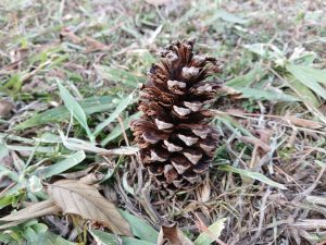A pine cone sits upright on the ground, surrounded by blades of grass and fallen leaves. 