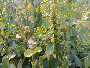 Close-up of a green plant with dense leaves and small purple flowers, set against a blurred background in Kawtoli, Brahmanbaria, Bangladesh.