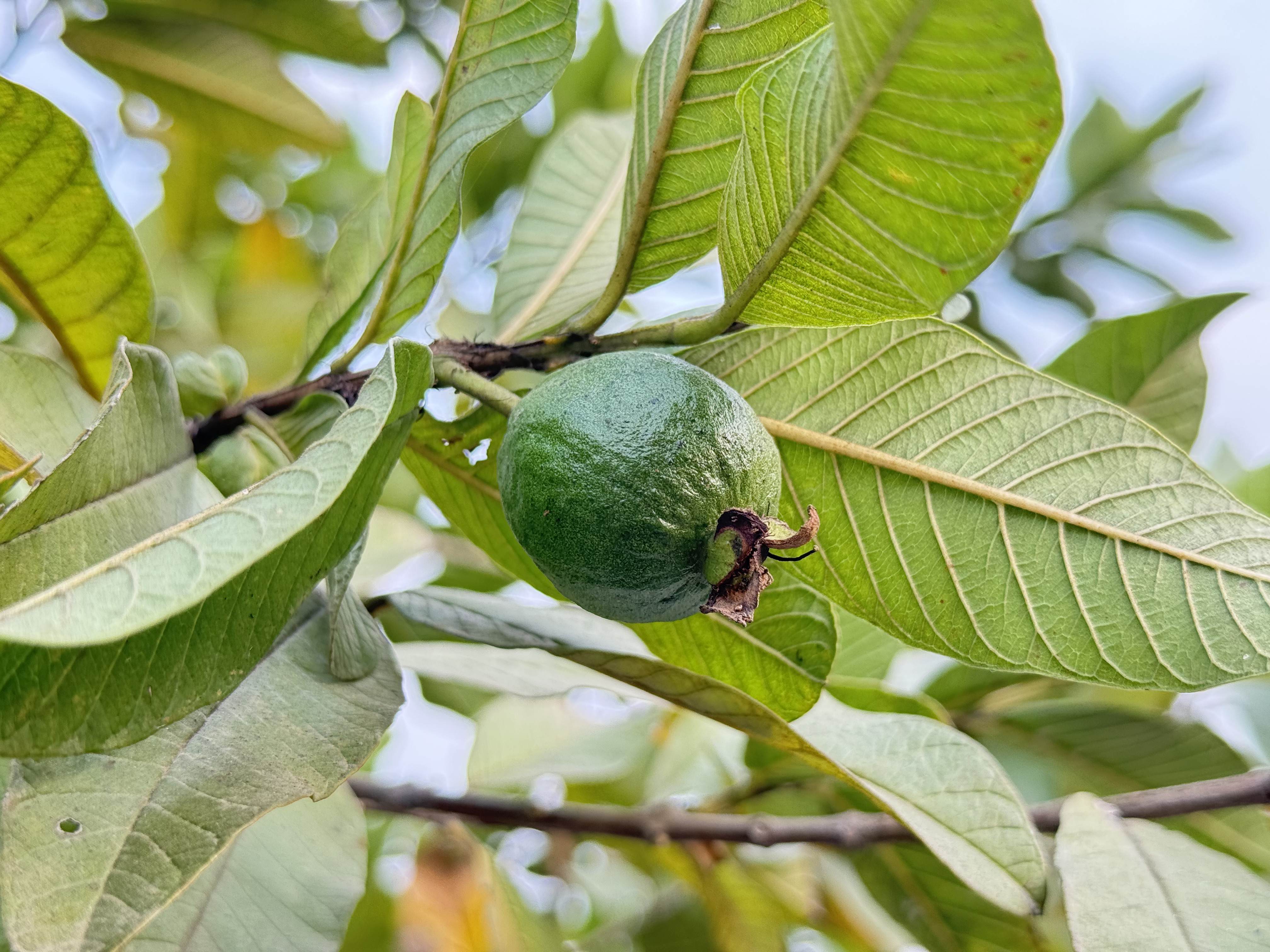 Close-up of a green guava on a branch with lush leaves, sunlight filtering through for a fresh, vibrant look.