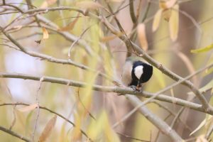 A Cinereous Tit perched on a thin willow branch, eating a seed pod among soft yellow leaves.
