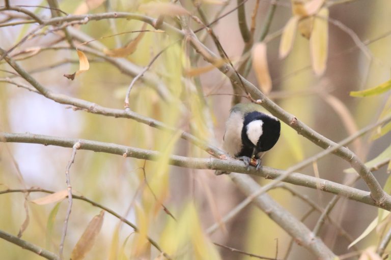 A Cinereous Tit (苍背山雀) perched on a thin willow branch, eating a seed pod among soft yellow leaves.