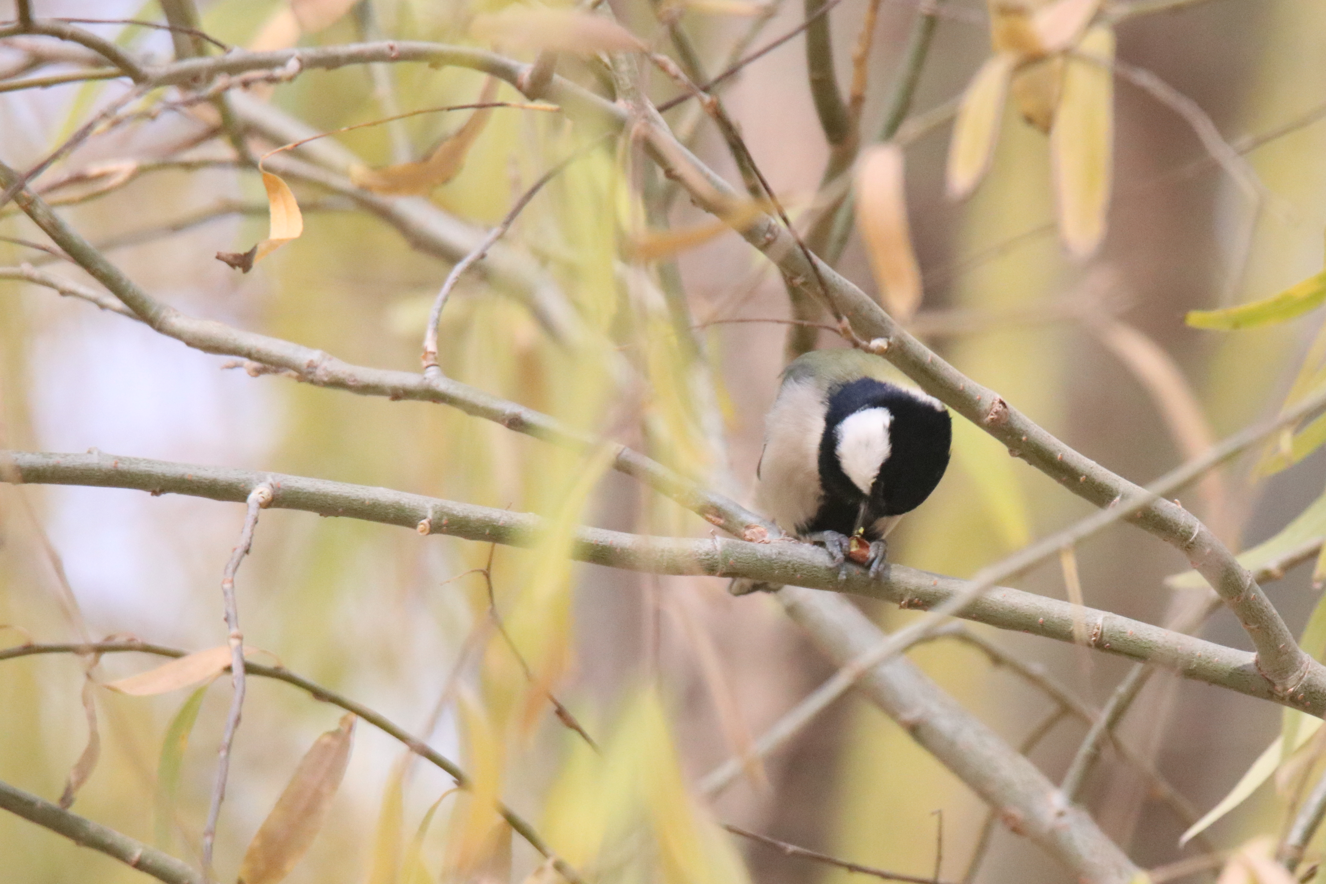 A Cinereous Tit perched on a thin willow branch, eating a seed pod among soft yellow leaves.
