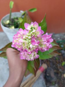 A hand holding a cluster of pink and white hydrangea flowers with green leaves, set against a blurred background featuring a terracotta wall and a potted plant.