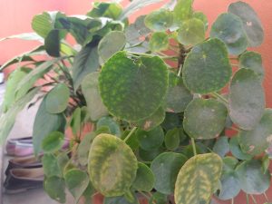 A close-up view of several green, round leaves of a houseplant against a soft orange wall.