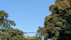 A small bird is perched on an overhead electric wire, almost centred in the upper part of the image.