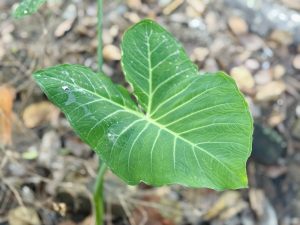 A fresh green heart-shaped leaf with white veins stands out against a blurred earthy background.