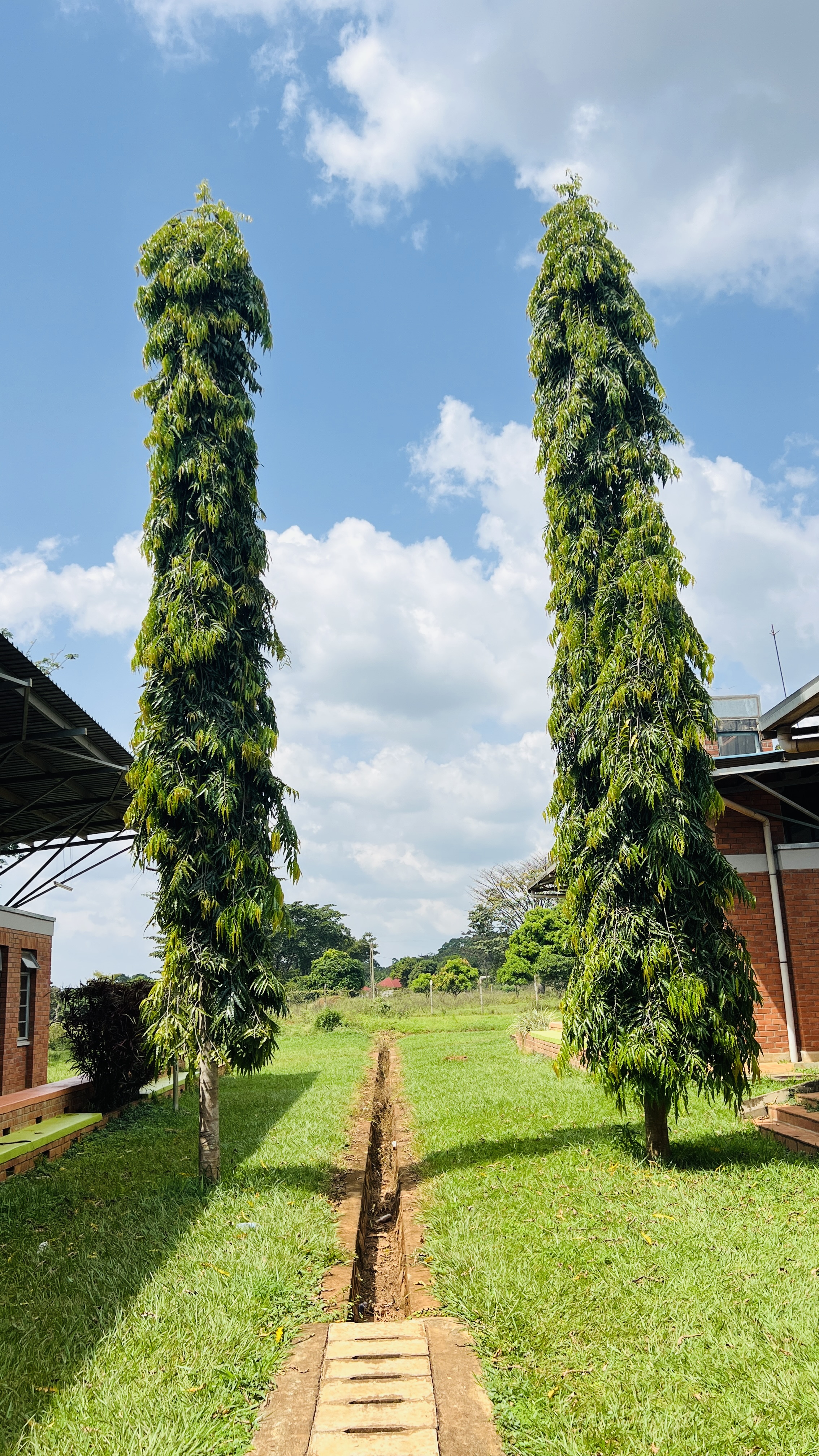 A view of two tall, slender green trees rising against a bright blue sky with scattered cloud