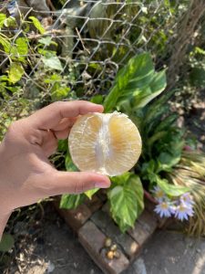 A hand holds half of a peeled orange against a background of lush green plants and a wire fence. Sunlight highlights the juicy texture. Fresh and vibrant setting.